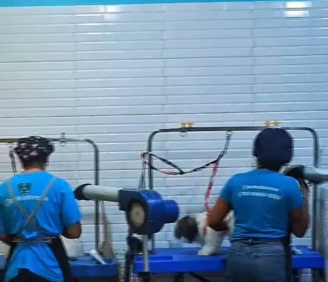 Equipe secando e escovando cães no salão de banho e tosa