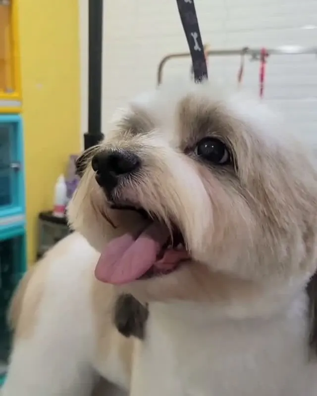 Cão branco de pelo fofo depois da tosa