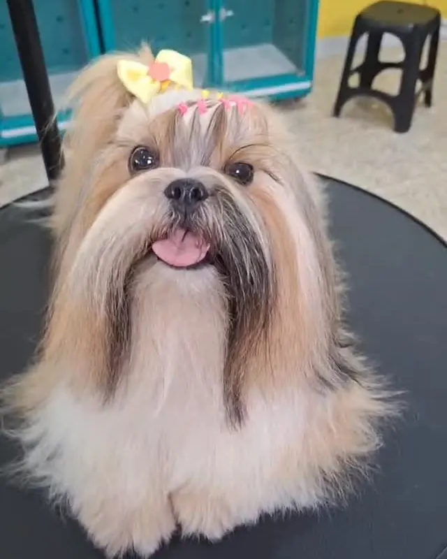 Shih-tzu de pelo longo na mesa de tosa