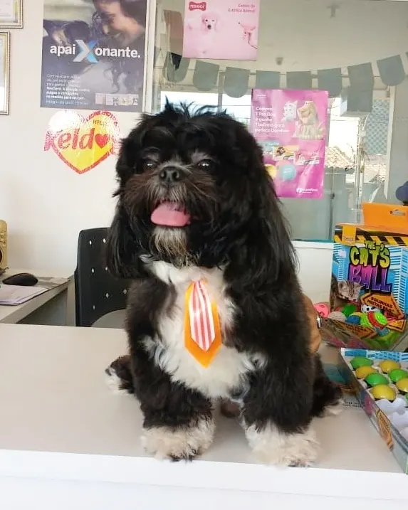 Shih-tzu preto sentado no balcão da loja