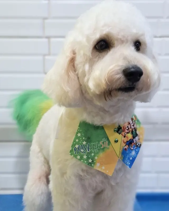 Bento, poodle com bandana e rabinho verde