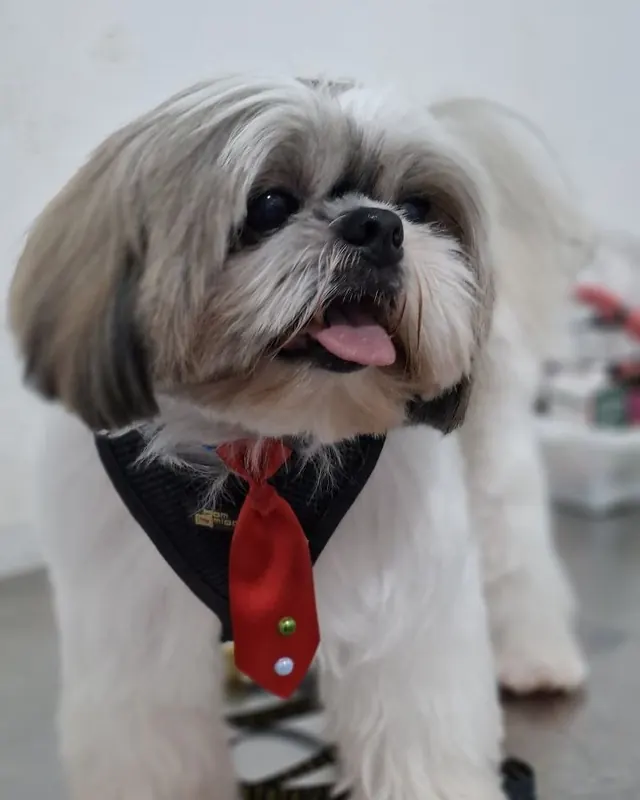 Bruce, um shih-tzu de gravata vermelha, depois do banho