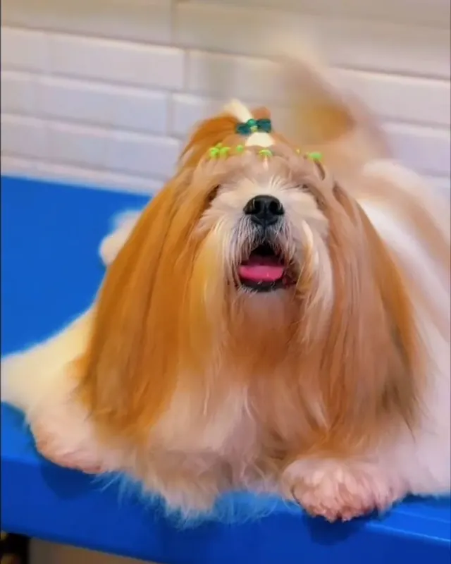 Meg, shih-tzu de pelo longo, depois do desembolo e da tosa higiênica
