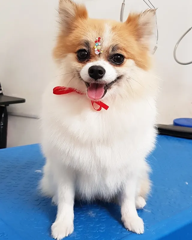 Spitz alemão com laço vermelho